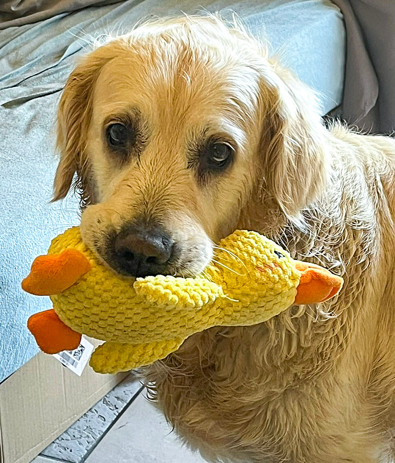 Peluche canard jaune pour petit chien de 24 cm