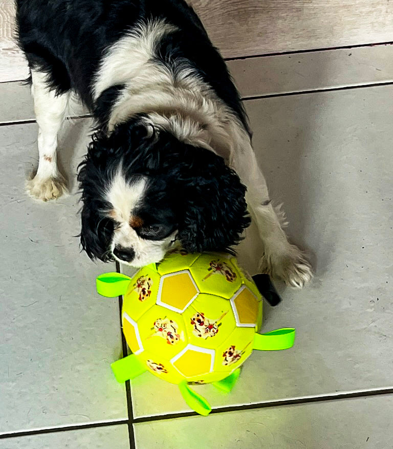 Ballon à lanières interactif fluorescent pour toutes les races de chiens