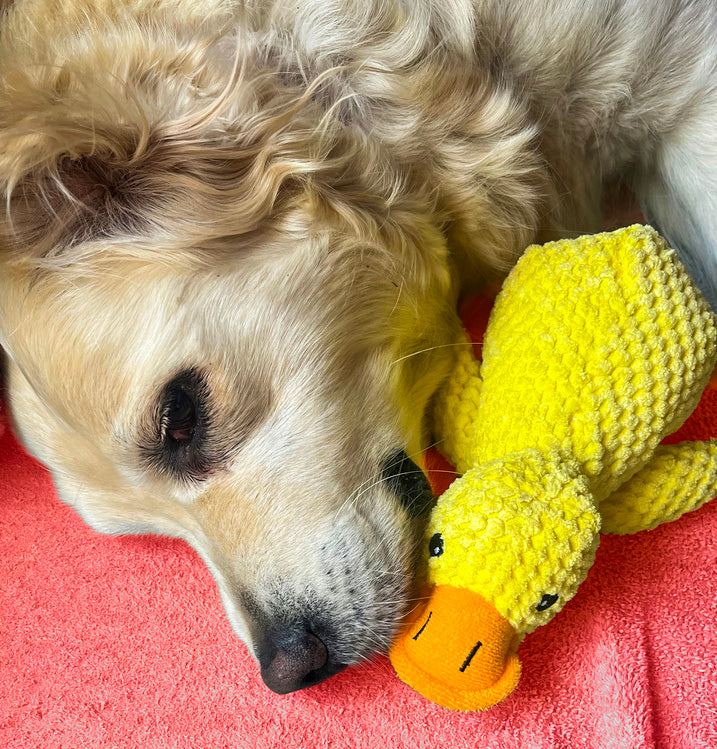 Peluche canard jaune pour petit chien de 24 cm